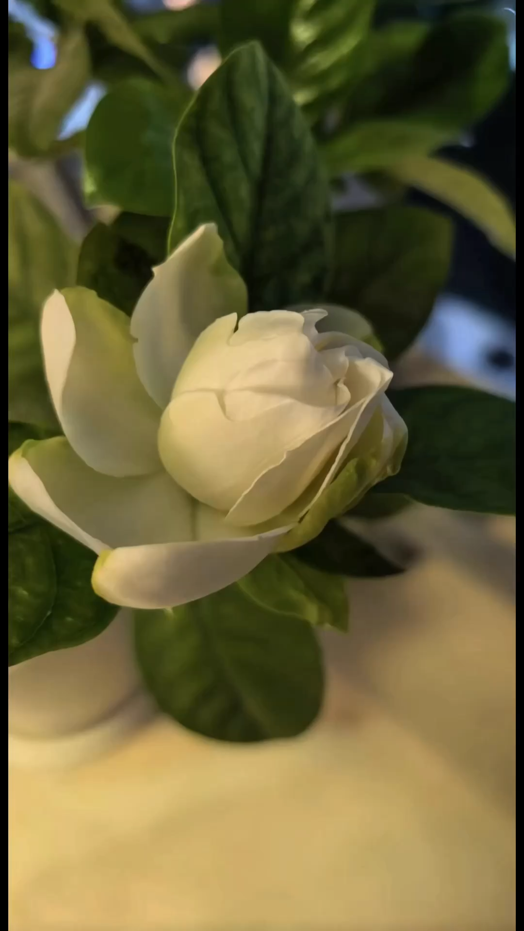 不艳不争的栀子花，一