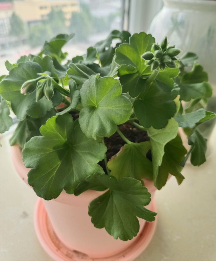 金麒麟安静唱歌🎵的主播照片