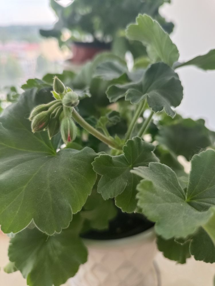 金麒麟安静唱歌🎵的主播照片