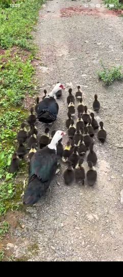 傲世_天下主播照片