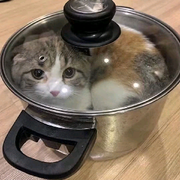 我打算这辈子吃定你了的头像