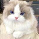 小猫猫（推推）