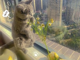 方仪💗人间限量版的图片