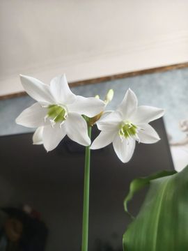 顾七七～主播照片
