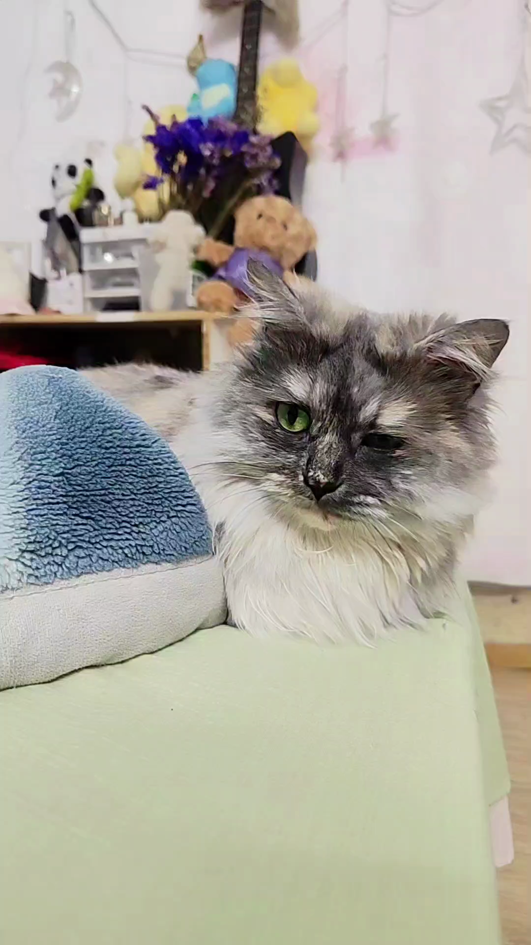 猫总驾到/后后
