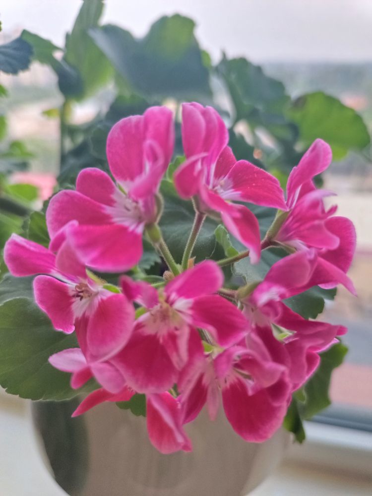 金麒麟安静唱歌🎵主播图片