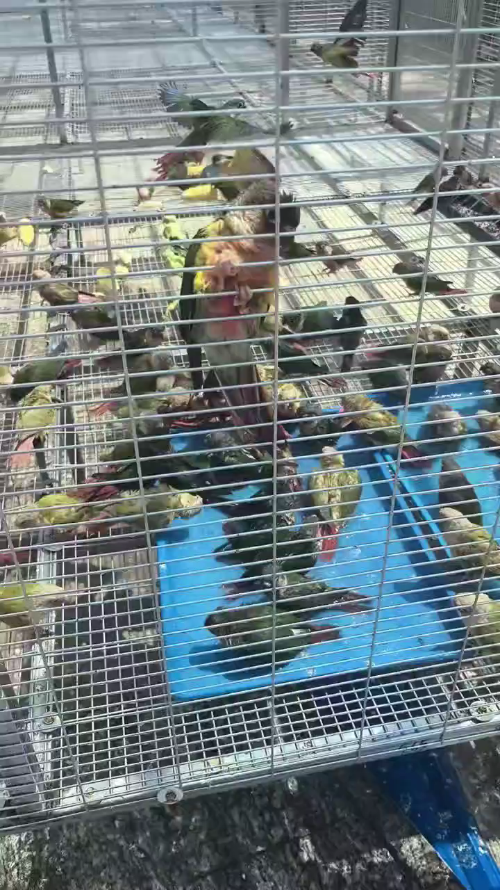 鹦鹉