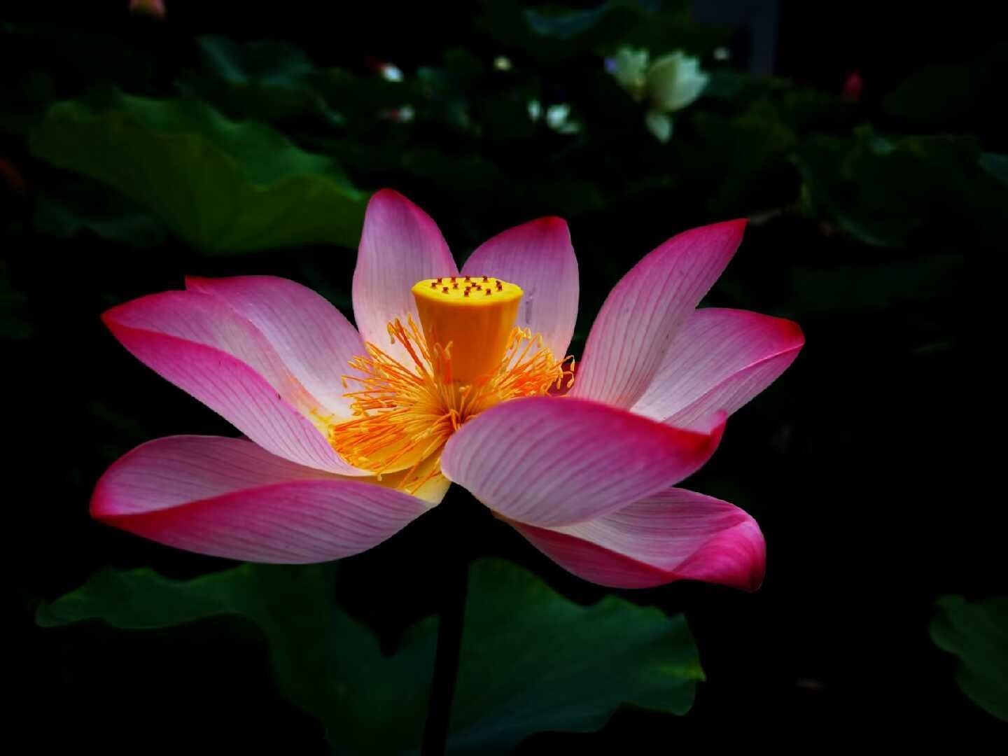 天王盖地虎虎044的主播照片