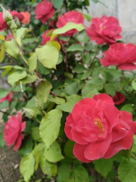 💞阳阳得意💞的图片
