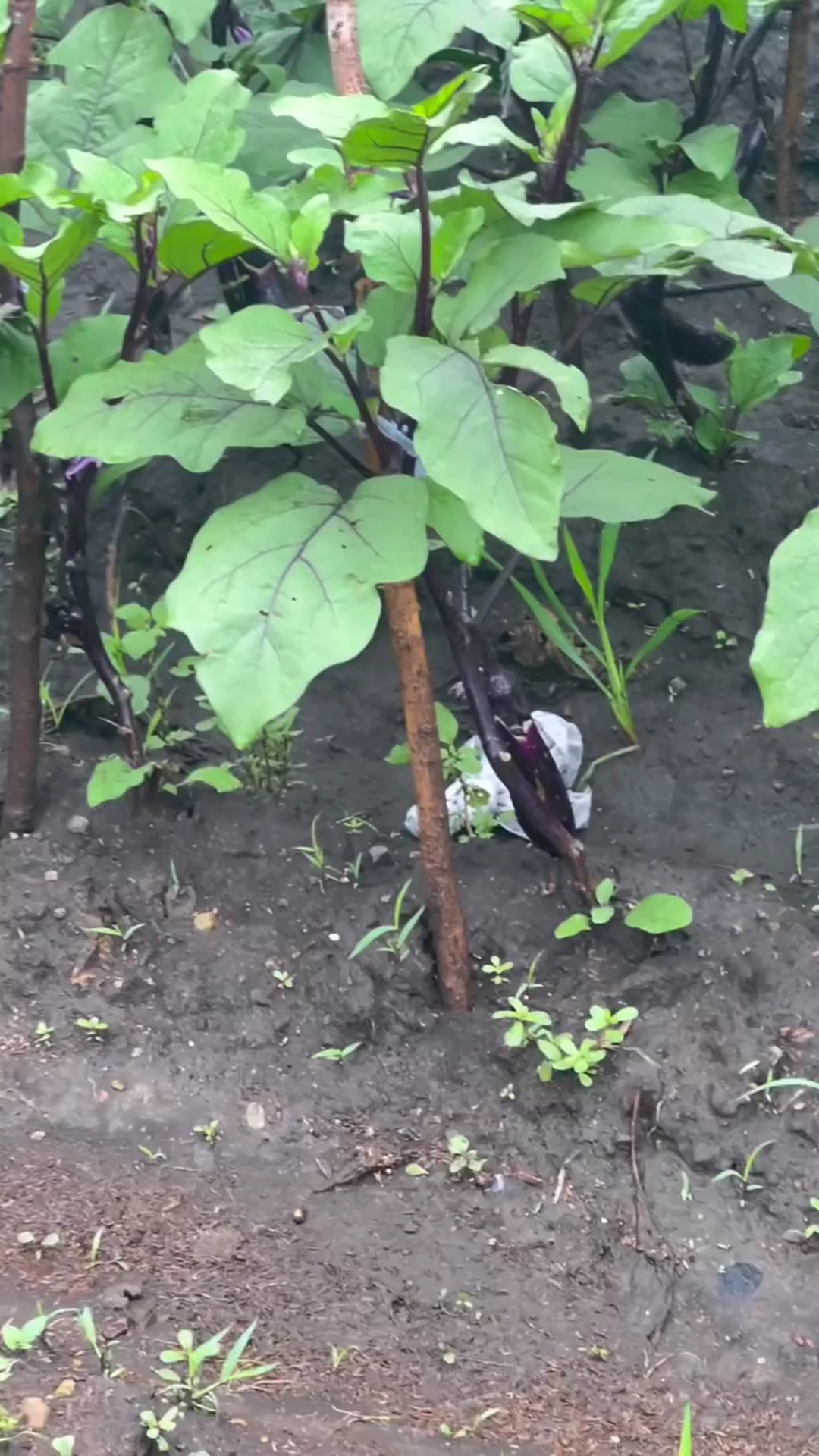 家里菜园子有收获了