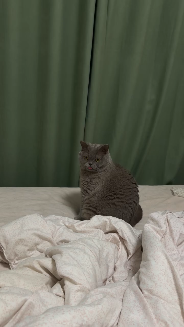 摆烂小咪