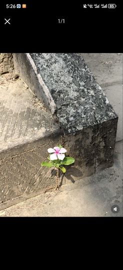 爱笑🌺休几天陪家人的图片
