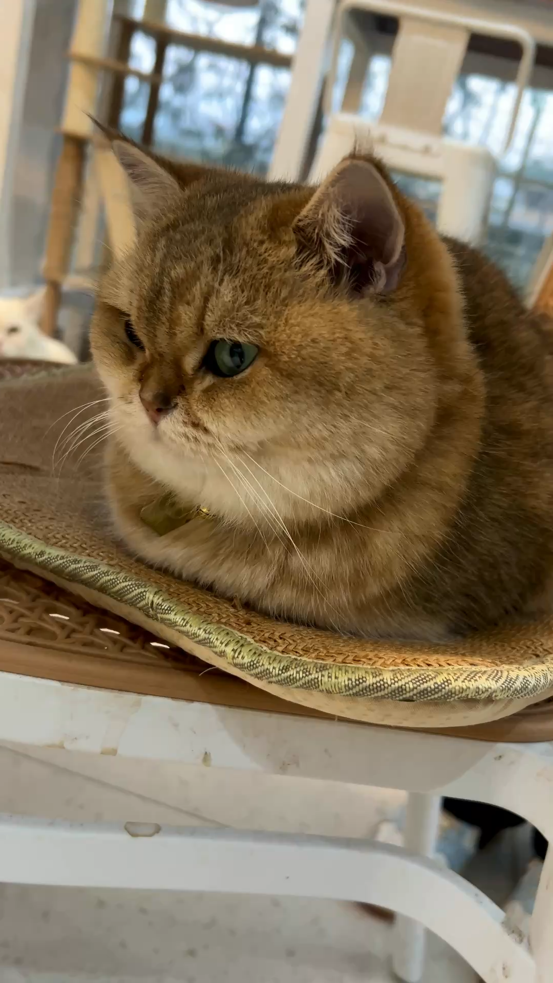 下午播😇