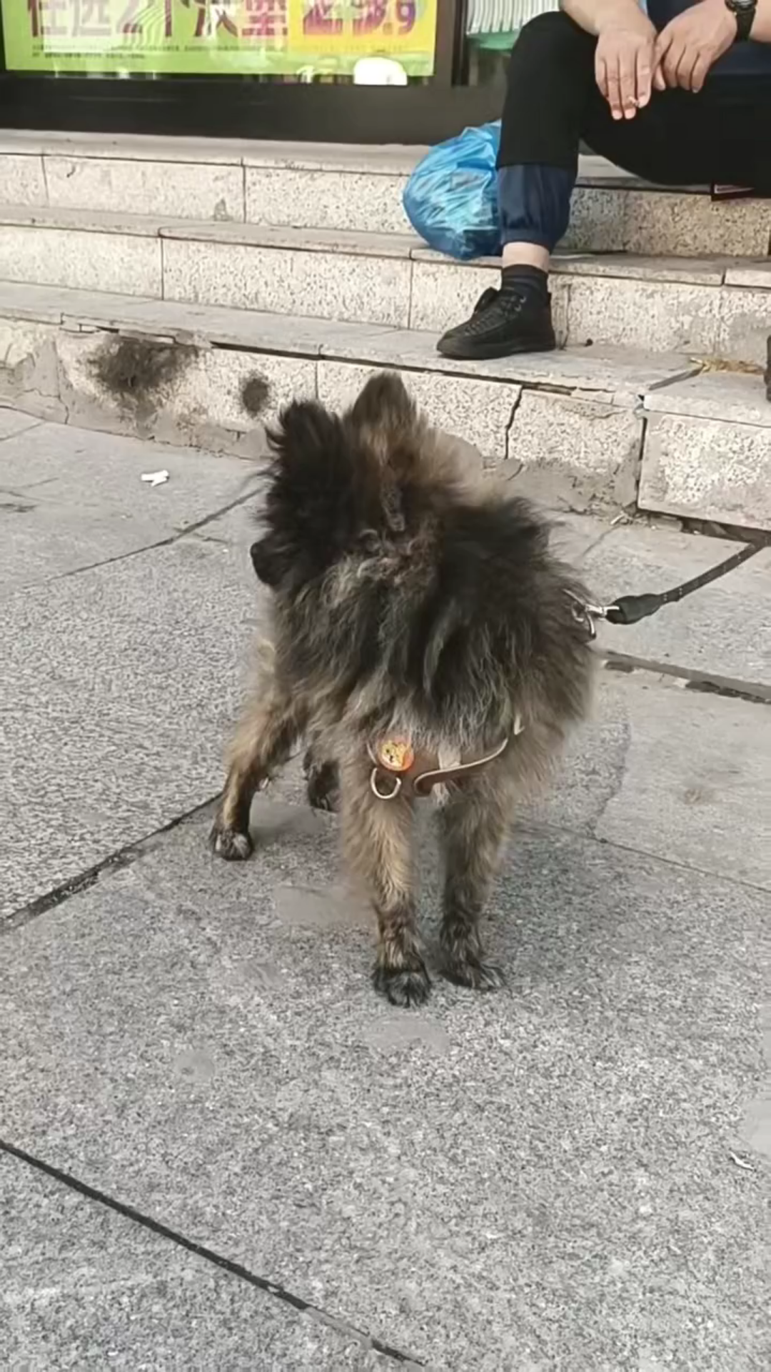 什么品种 你好潦草哦