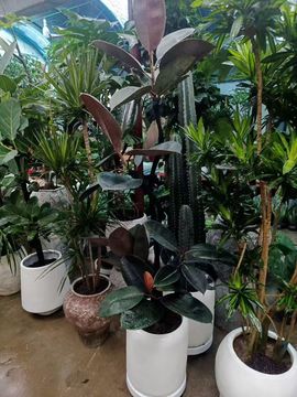 宝莉吖的图片