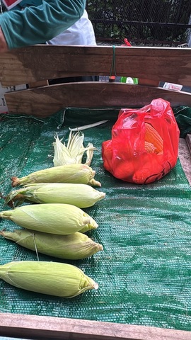 白Y鸭的图片