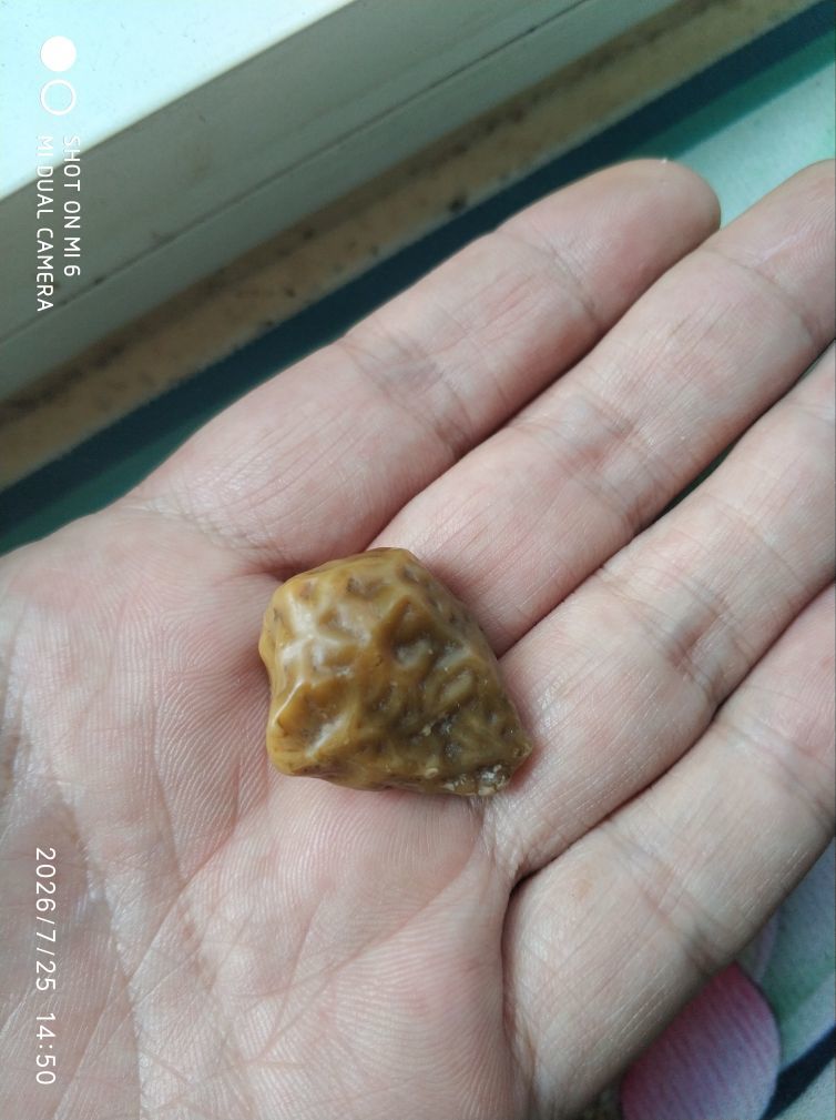 杀止若的主播照片