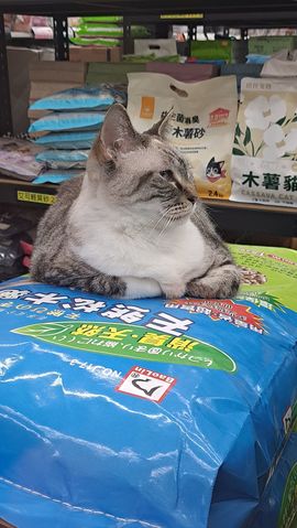 一只楚楚熊☆的图片