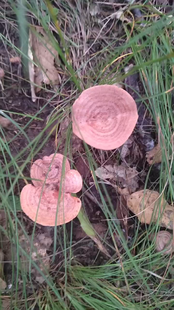 来自大自然的野生食材