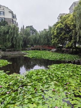 天王盖地虎虎044的图片