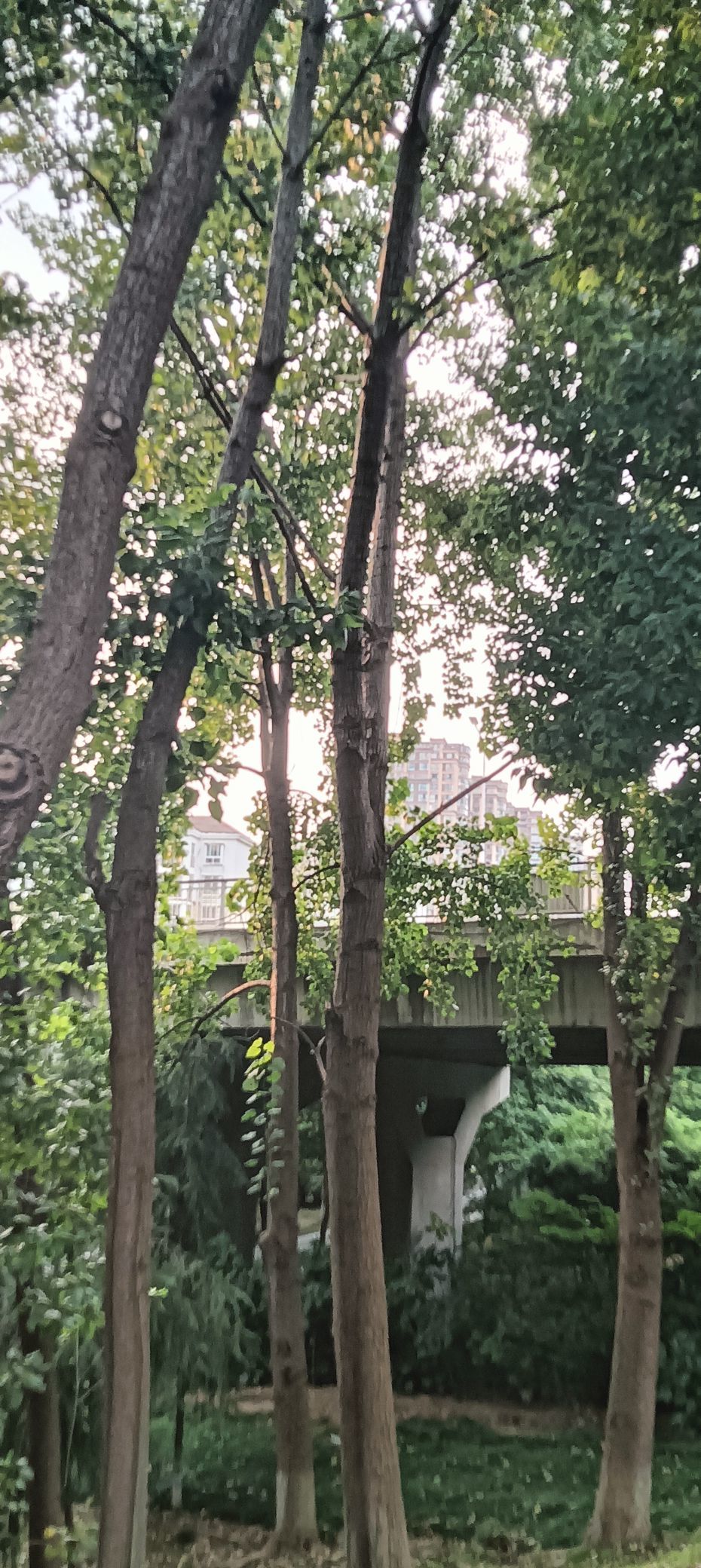 傲世_天下的主播照片
