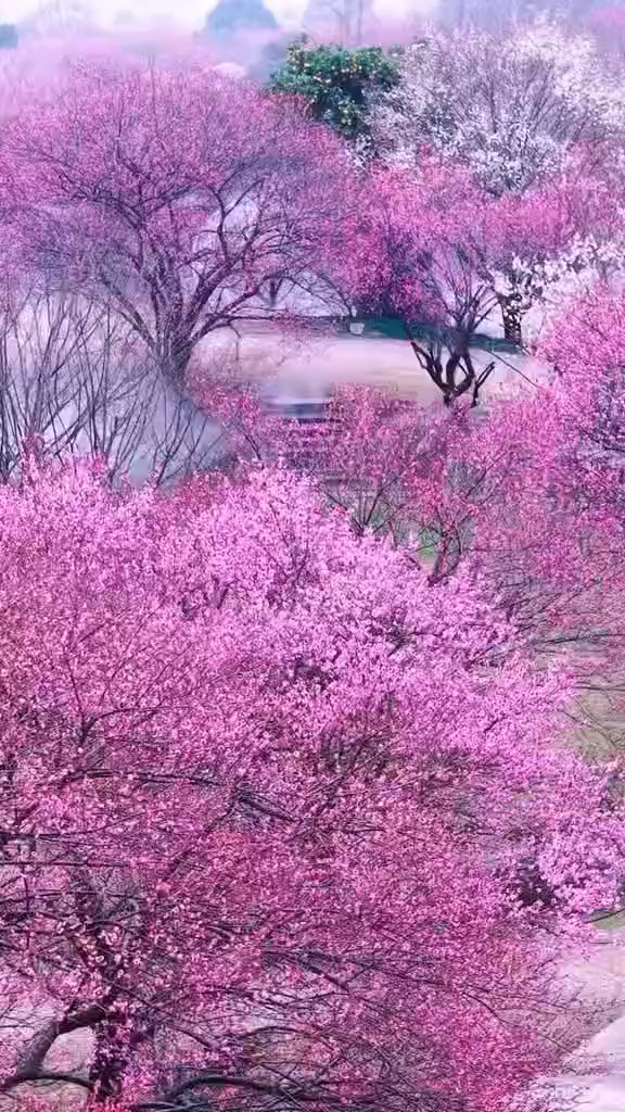 樱花盛世