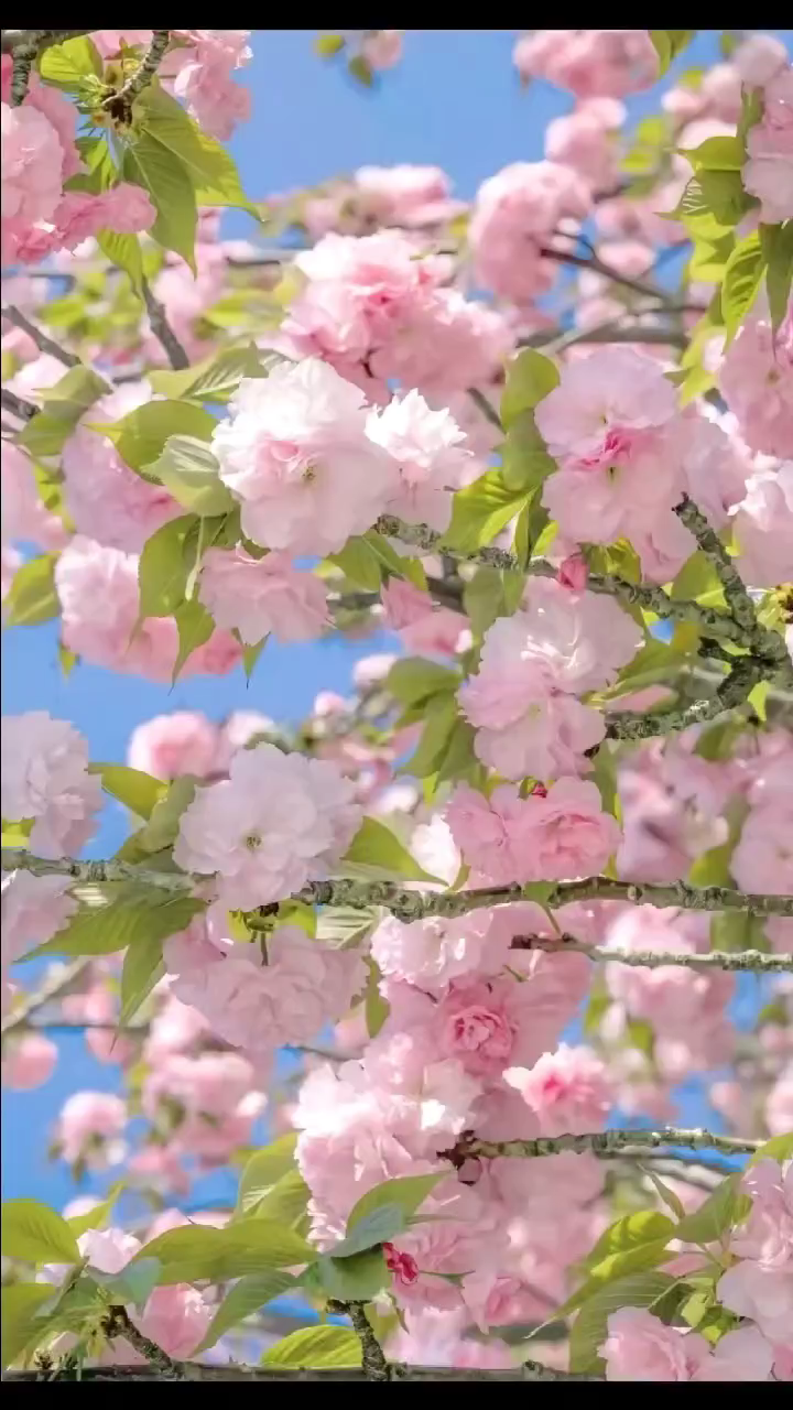 像花儿一样开放