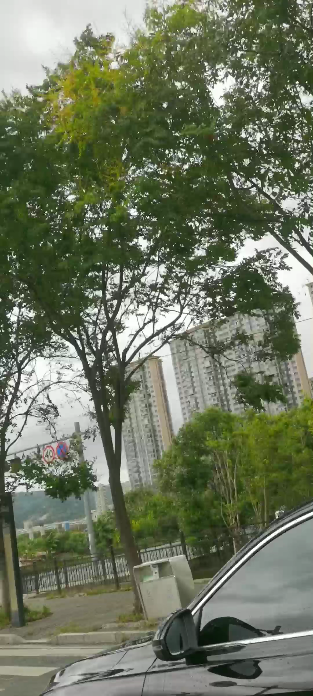 此刻没有遮挡物的树木