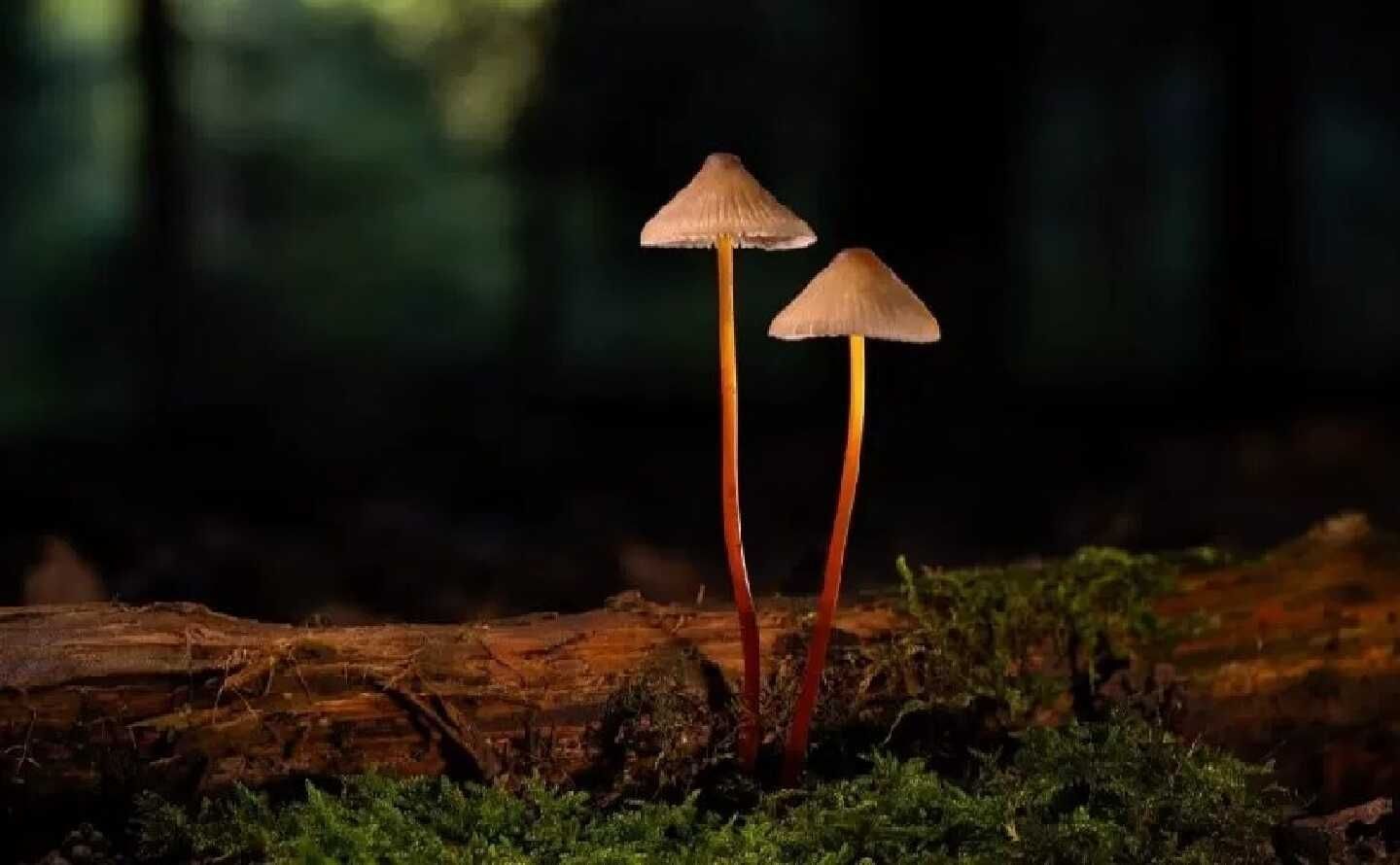 天王盖地虎虎044主播图片