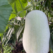 蜜月底沈一