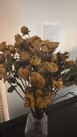 白Y鸭的图片