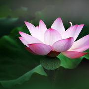 ☷莲花里的珠宝