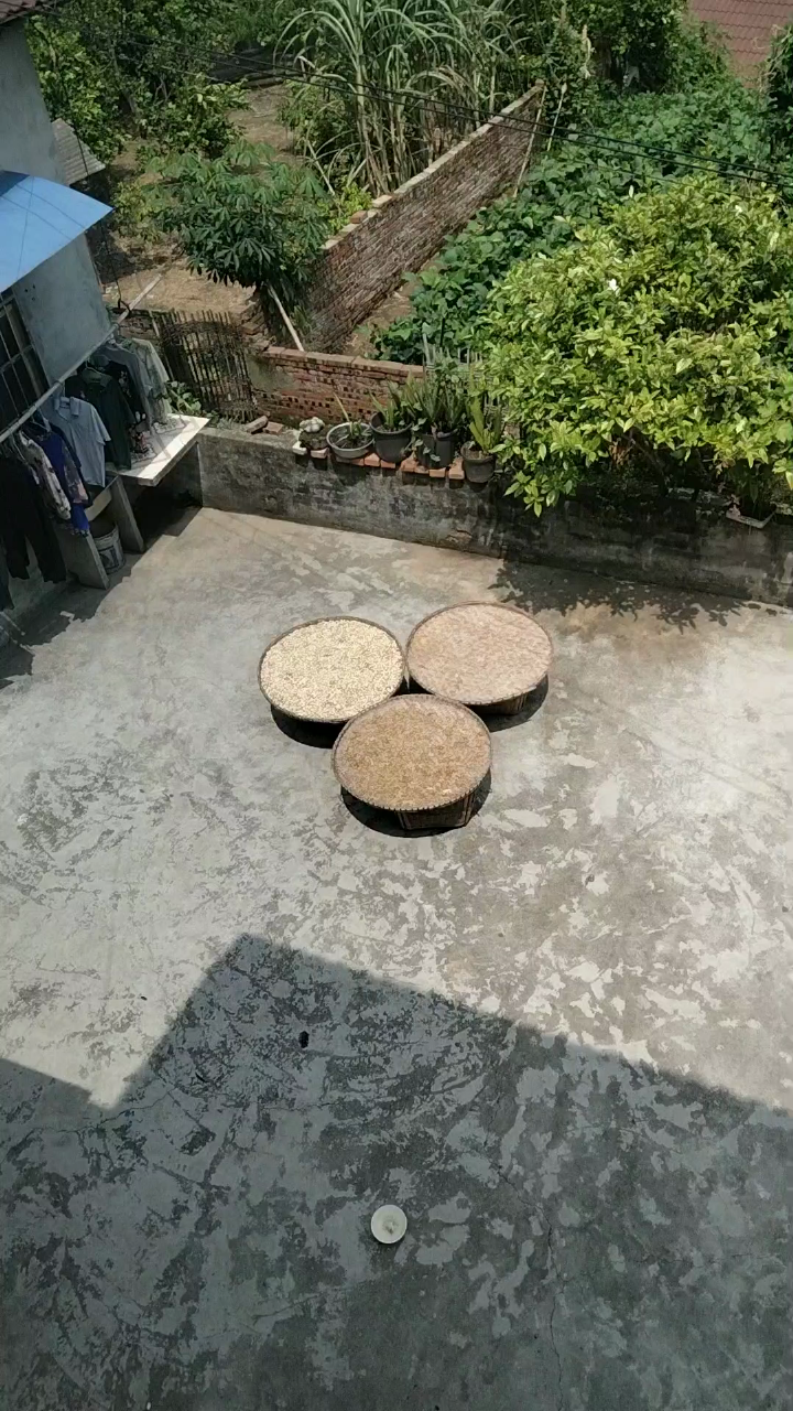 笋子大晒场