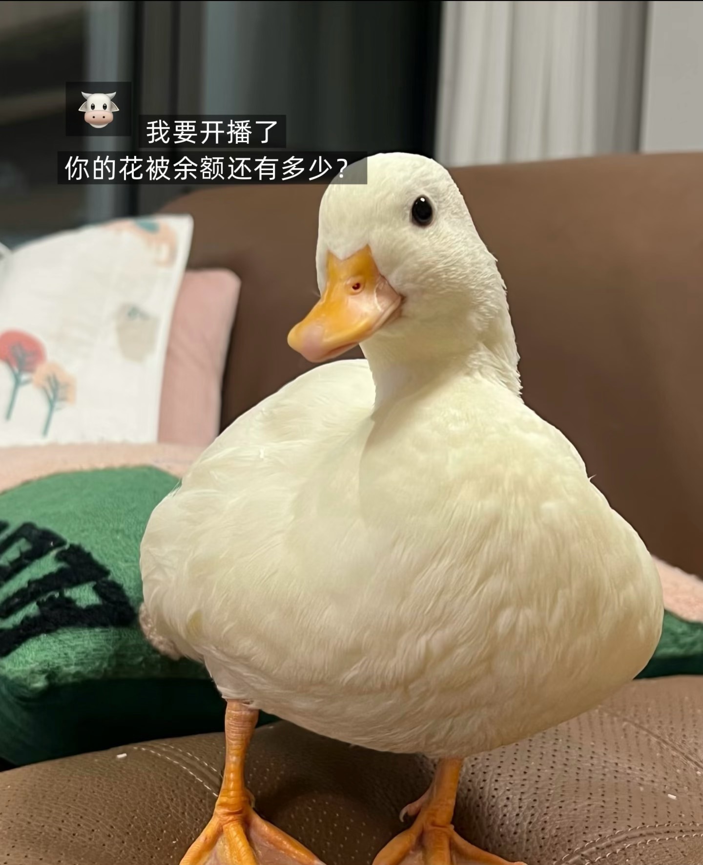 美吖鸭感谢哥哥们接生主播图片