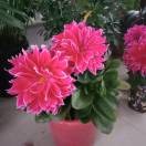 花心kHP