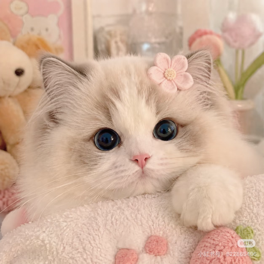 🍀小猫海报