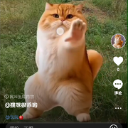 猫咪很乖哟的头像