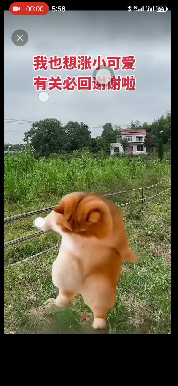 动态分享小视频