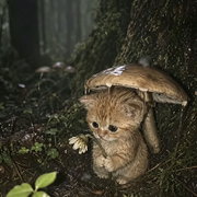 小猫猫🐱⭕