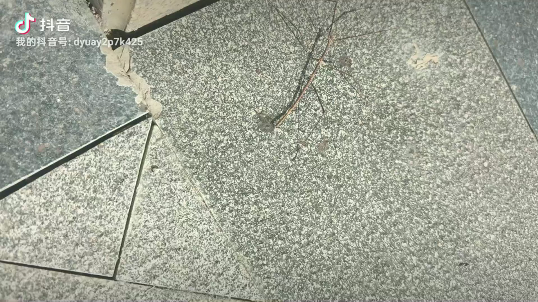 看，草棍在走路