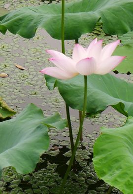 ♧索❤菲♧主播照片