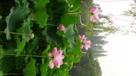 ♧索❤菲♧主播照片