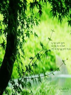 ╰⋛⋋茗怡竹苑⋌⋚╯主播照片