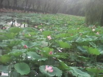 苍狼々孤独的主播照片