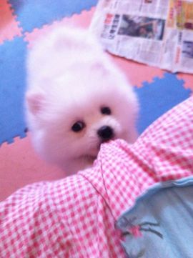 吃狐妖的小鹰主播照片