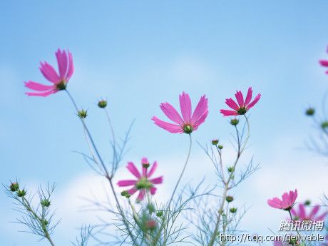 兲ふ│⋛⋋龙歌儿⋌⋚主播照片