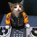 酷猫猫猫海报