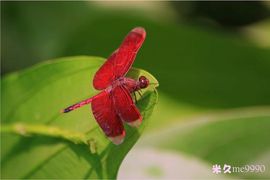 吃狐妖的小鹰主播照片