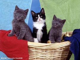 dd西北浪子主播照片