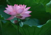 音乐ゝ深爱主播照片